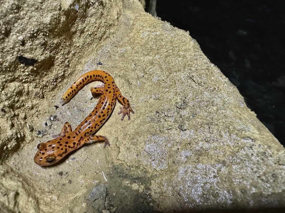 cave salamander