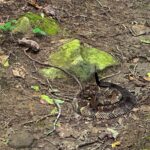 rattlesnake